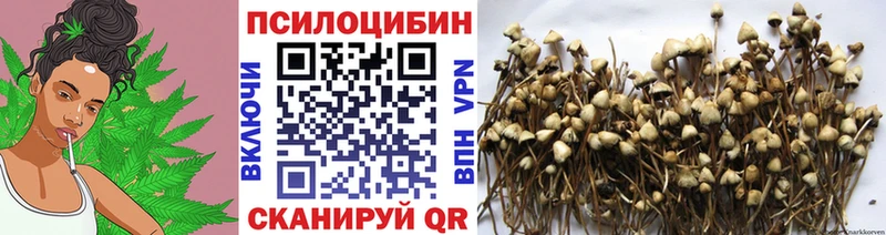 Купить  Козловка  Псилоцибиновые грибы мицелий 